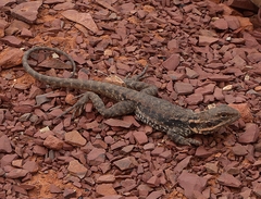 Ctenophorus modestus