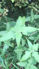 Urtica ferox