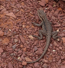 Ctenophorus modestus