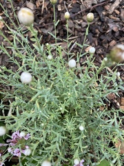 Rhodanthe anthemoides