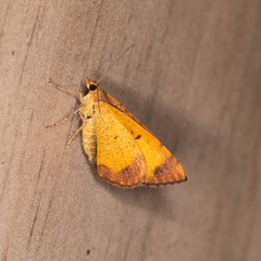 Chrysolarentia mecynata