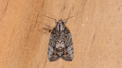 Etanna clopaea