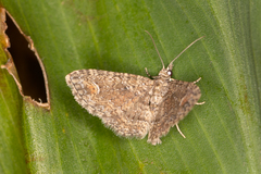 Pasiphilodes testulata