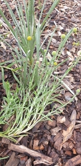 Pycnosorus chrysanthus