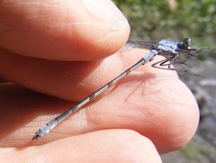 Lestes disjunctus