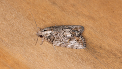 Etanna clopaea