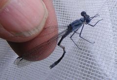 Lestes disjunctus