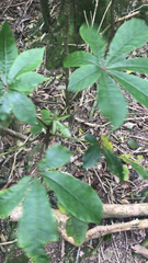 Schefflera digitata