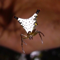 Micrathena lucasi
