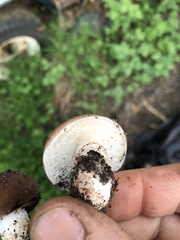 Tricholoma fracticum