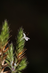 Lepidagathis inaequalis