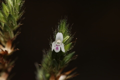 Lepidagathis inaequalis