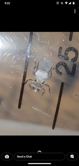 Hippoboscidae