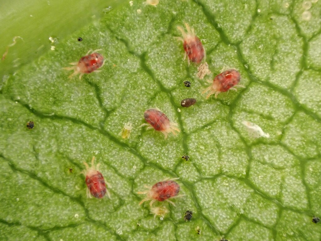 Tetranychus collyerae