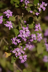 Lantana megapotamica