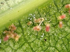 Tetranychus collyerae