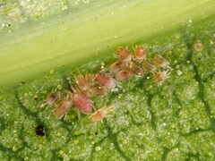 Tetranychus collyerae