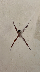 Argiope aetherea