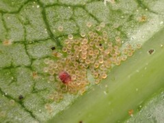 Tetranychus collyerae