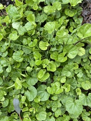 Dichondra repens