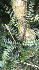 Blechnum filiforme