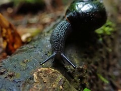 Victaphanta compacta