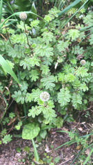 Acaena anserinifolia