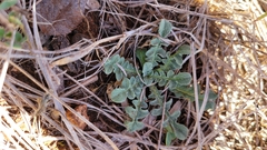 Centaurea melitensis