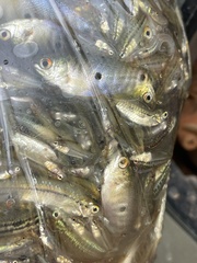 Trichopodus trichopterus