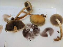 Hypholoma lateritium