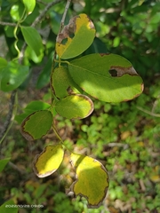Dendrolobium umbellatum