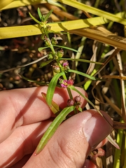 Ammannia coccinea