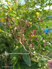 Dendrolobium umbellatum