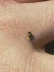 Hylaeus euxanthus