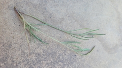 Ratibida columnifera