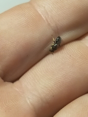Hylaeus euxanthus