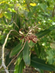 Dendrolobium umbellatum