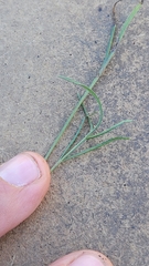 Ratibida columnifera