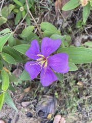 Melastoma
