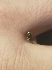 Hylaeus euxanthus