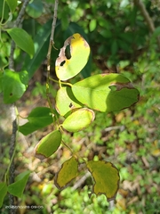 Dendrolobium umbellatum
