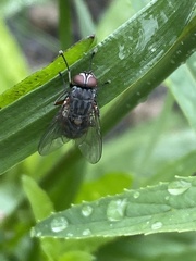 Muscina stabulans