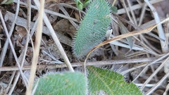 Rudbeckia hirta