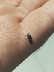 Hylaeus euxanthus