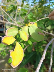 Dendrolobium umbellatum