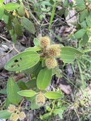 Melastoma