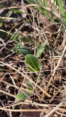 Rudbeckia hirta