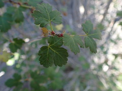 Acer glabrum