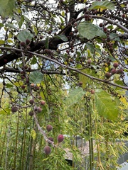 Ficus aspera