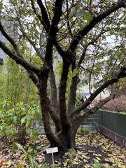 Ficus aspera